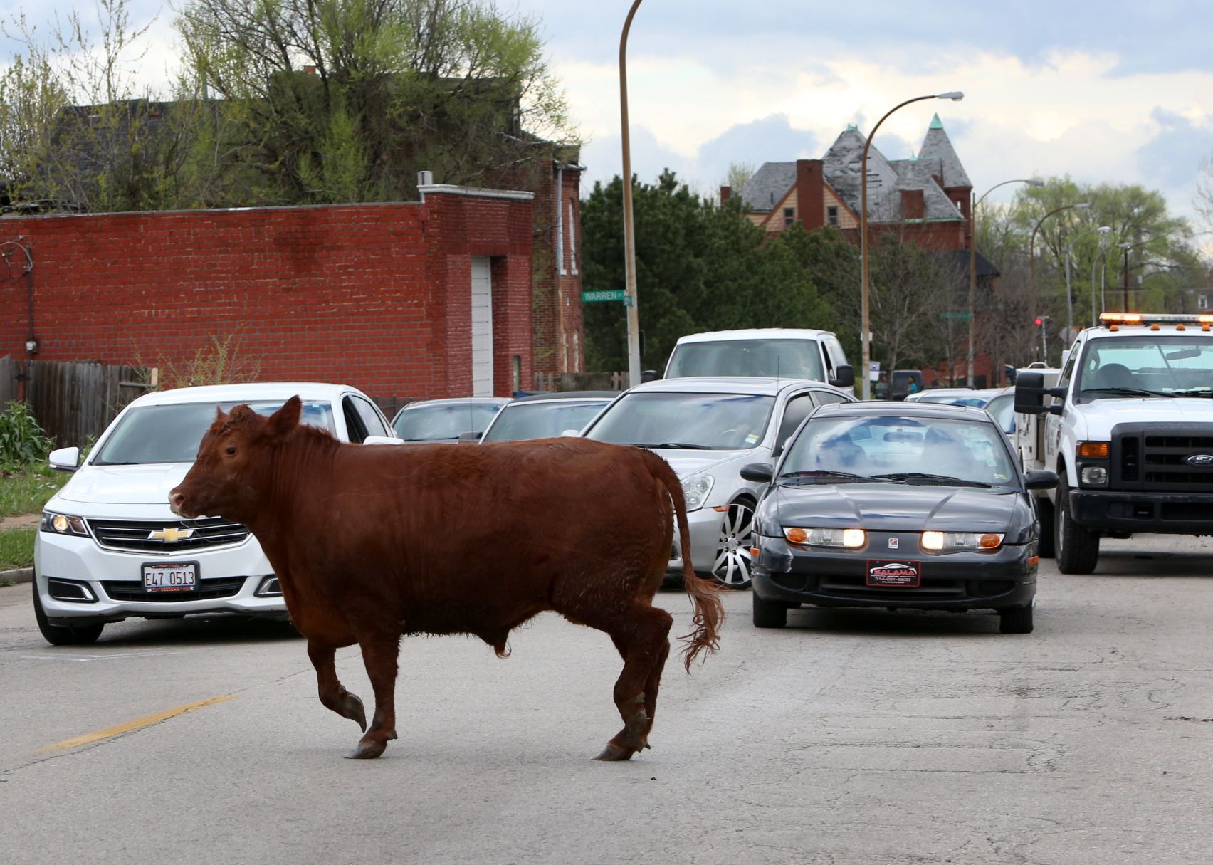 Steer breaks for freedom